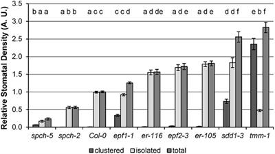 An extremely low stomatal density mutant overcomes cooling limitations at supra-optimal temperature by adjusting stomatal size and leaf thickness